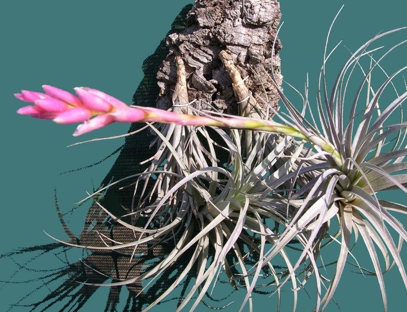 ブロメリア コレクション Tillandsia milagrensis-