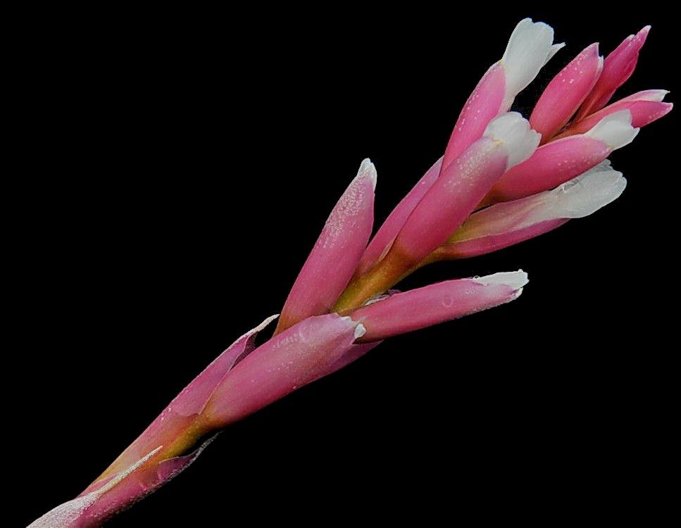 ブロメリア コレクション Tillandsia milagrensis-