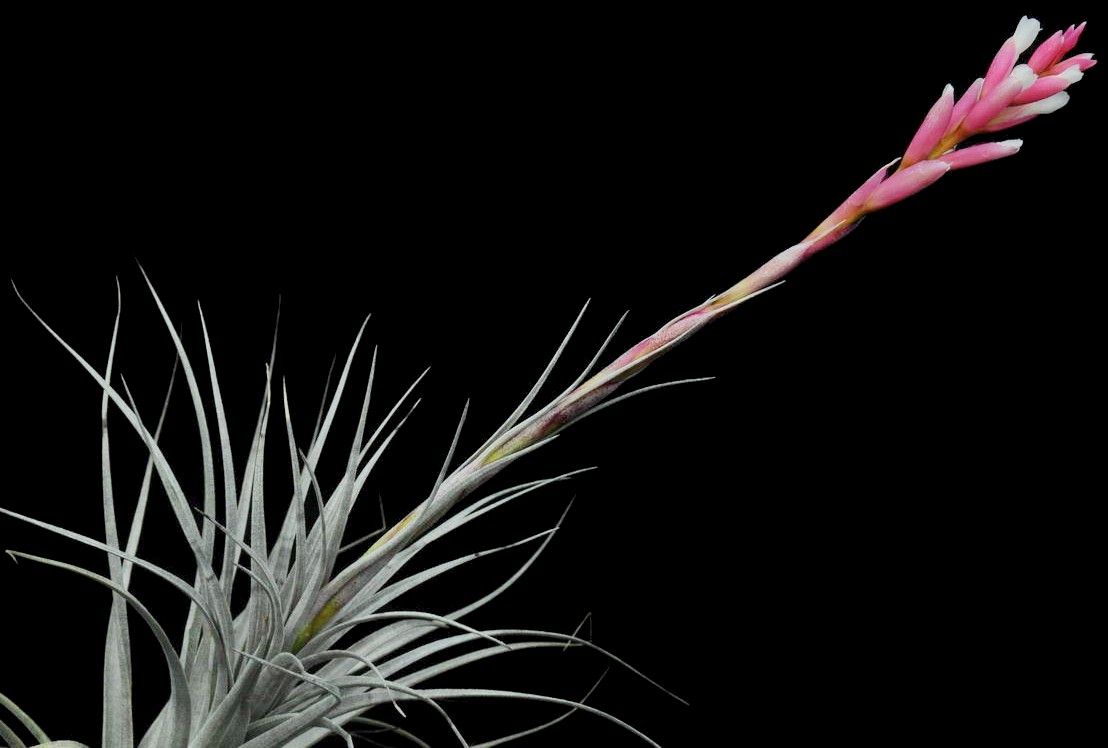 ブロメリア コレクション Tillandsia milagrensis-