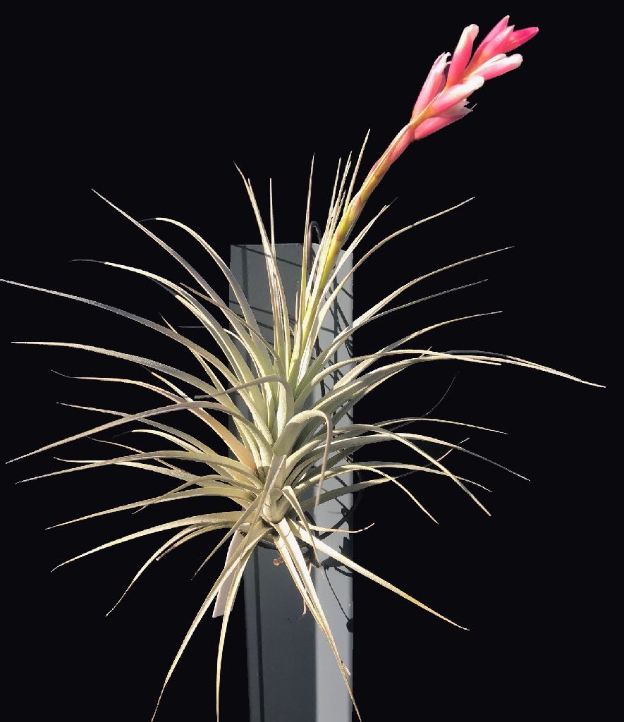 ブロメリア コレクション Tillandsia milagrensis-