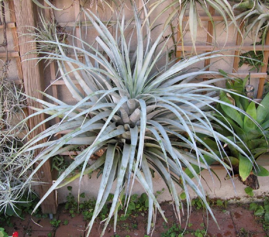 Mima Chiletensis Air Plants, Tillandsia, Air Plant, Plante