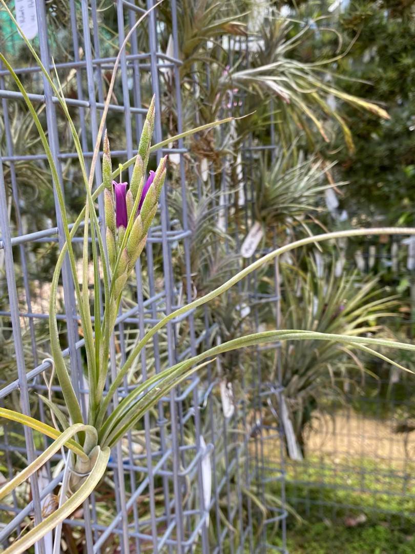 Tillandsia baileyi – 15 à 20cm - Fourmiculture