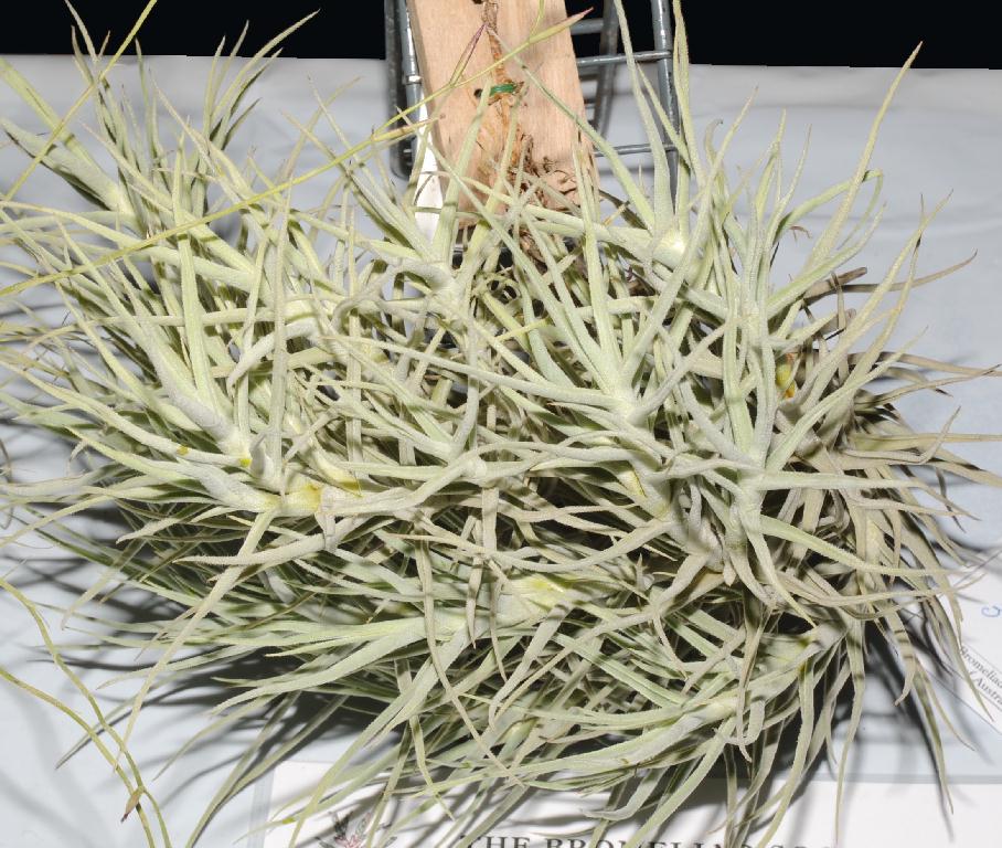 Bromeliads in Australia - Tillandsia paleacea
