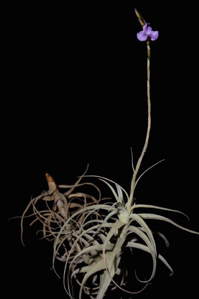 Tillandsia paleacea apurimacensis - Davis Farms Wholesale