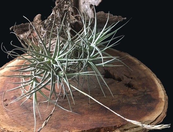 Tillandsia paleacea v. apurimacensis - Bird Rock Tropicals