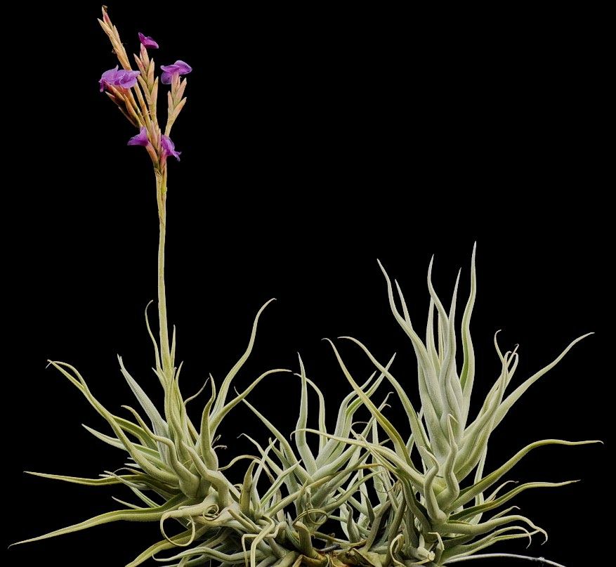 Tillandsia paleacea v. apurimacensis - Bird Rock Tropicals