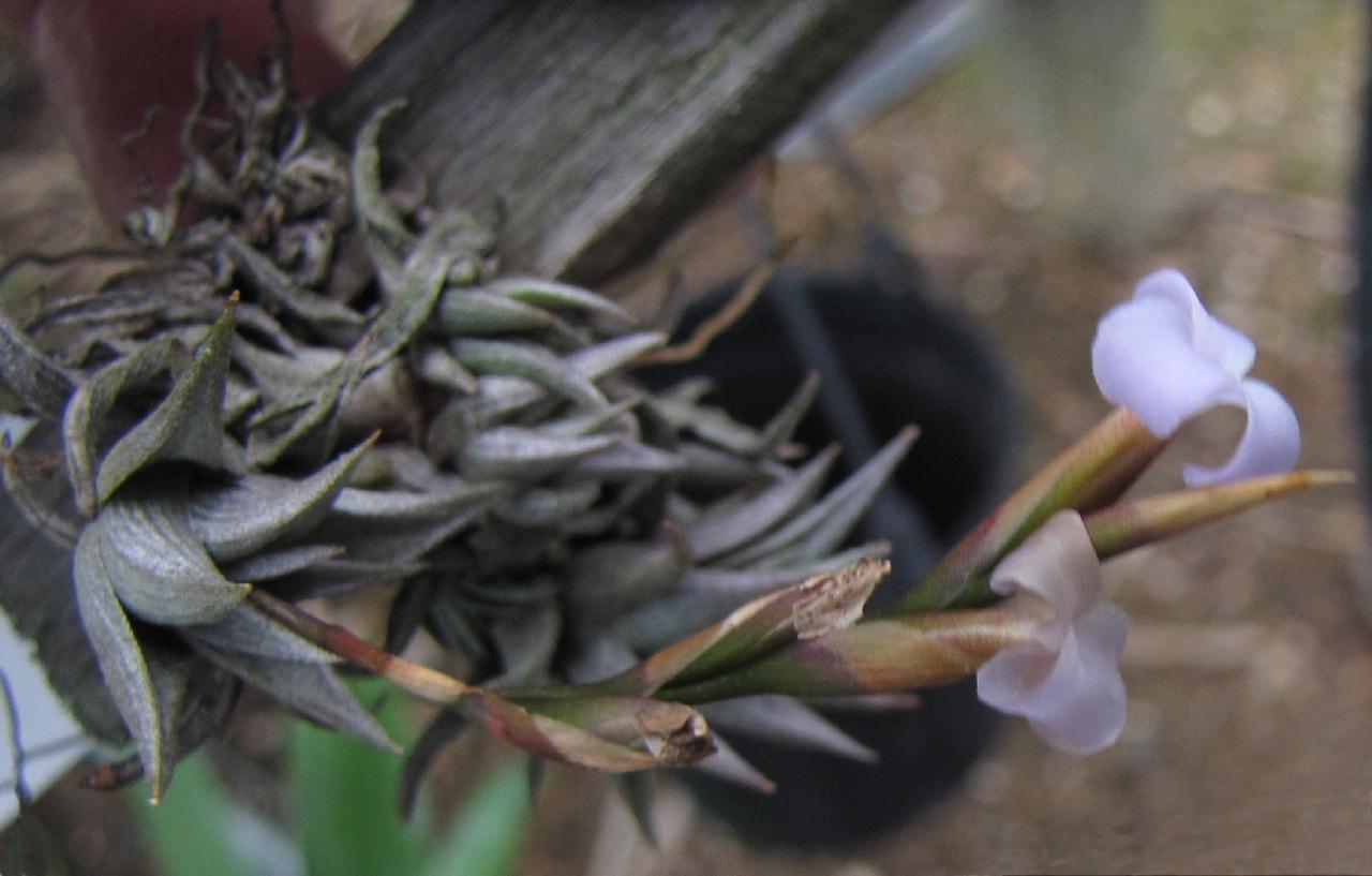 銀座通販 Tillandsia peiranoi その① | narochanochka.by