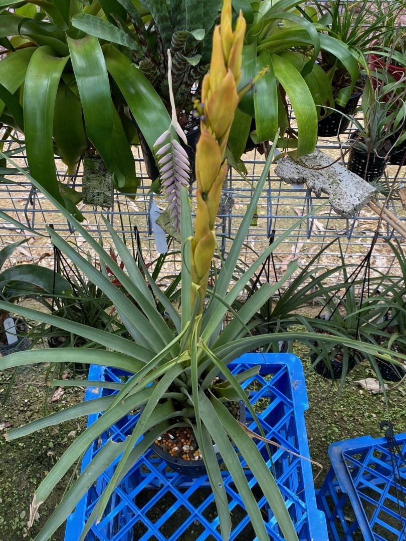 Tillandsia raquette - Bromeliad - Plantopia Maroc