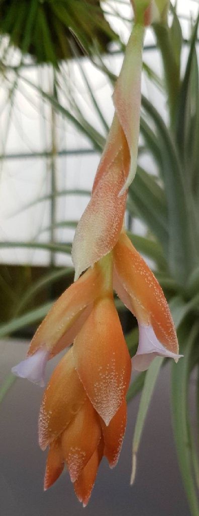 Tillandsia - subsecundifolia