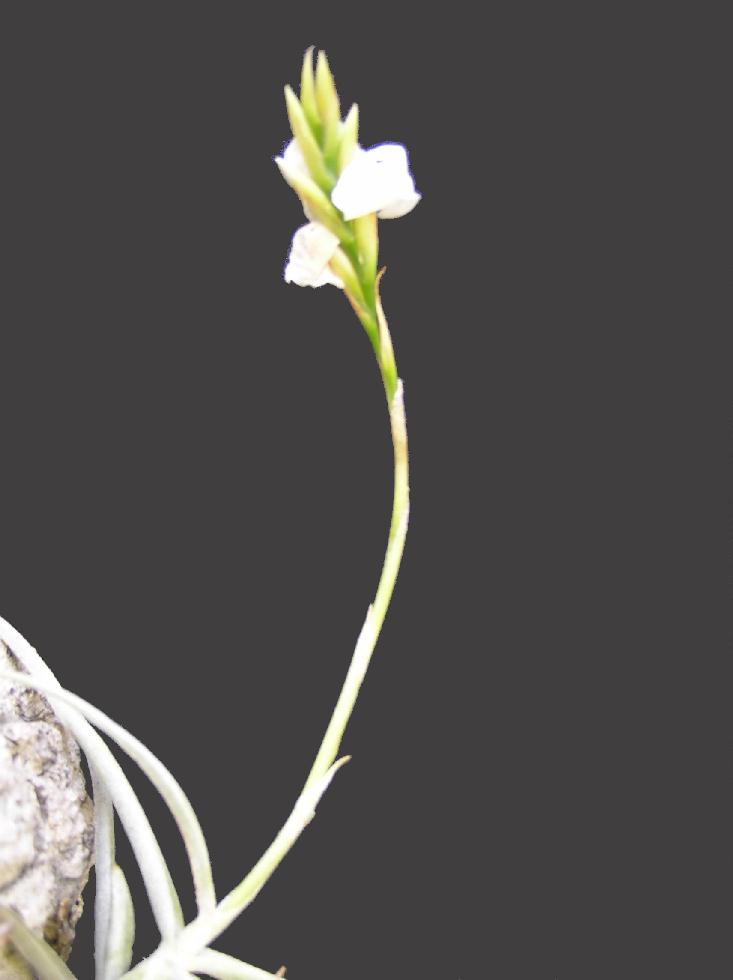 T. reichenbachii white flower form