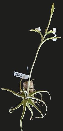 Bromeliads in Australia - Tillandsia reichenbachii