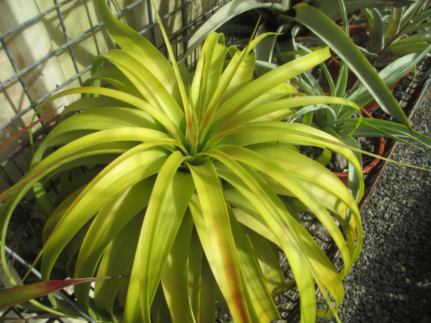 Tillandsia roland-gosselinii グリーンタイプ