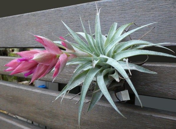 Bromeliads in Australia - Tillandsia roseiflora