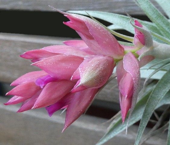 Bromeliads in Australia - Tillandsia roseiflora