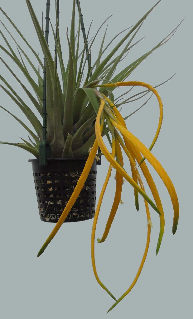 Bromeliads in Australia - Tillandsia barthlottii