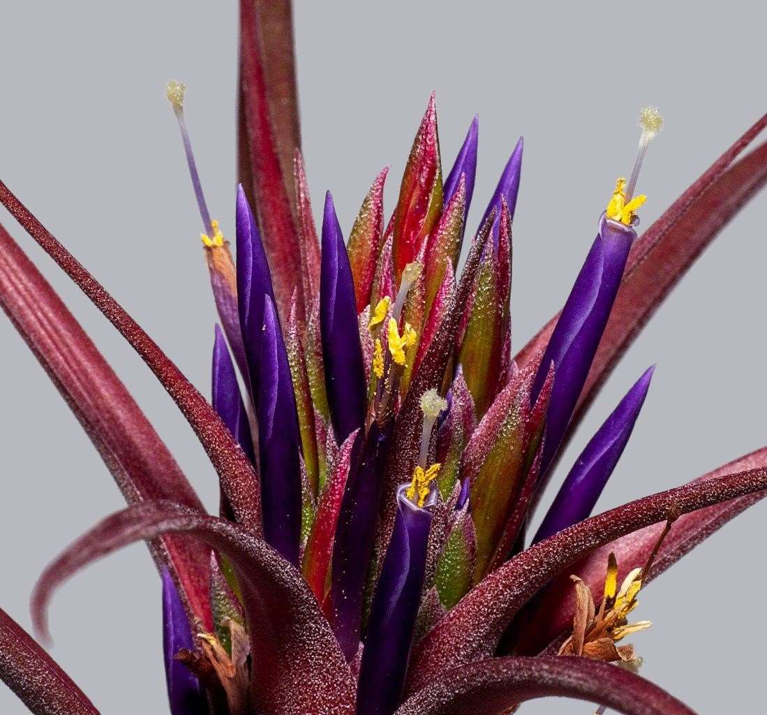 Bromeliads in Australia - Tillandsia seleriana X streptophylla