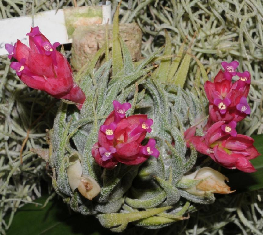 Bromeliads in Australia - Tillandsia sprengeliana