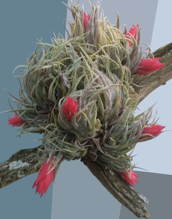 Bromeliads in Australia - Tillandsia sprengeliana