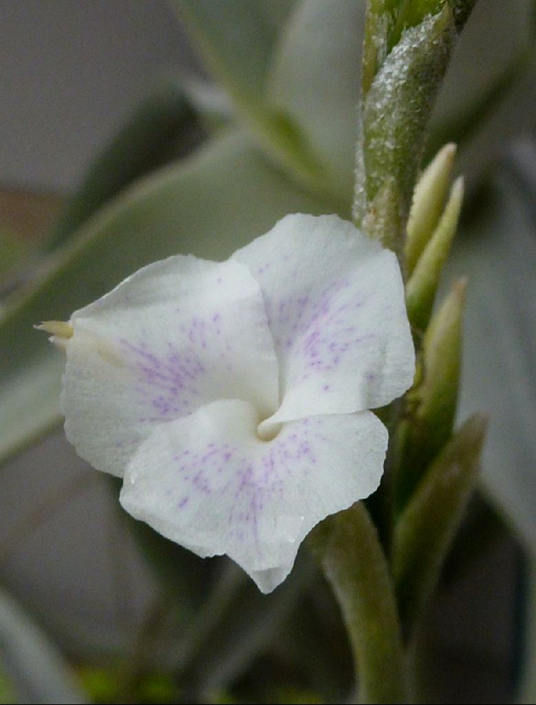 Bromeliads in Australia - Tillandsia reichenbachii