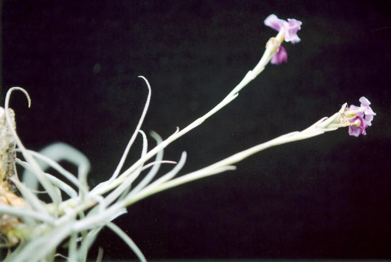 T. reichenbachii white flower form