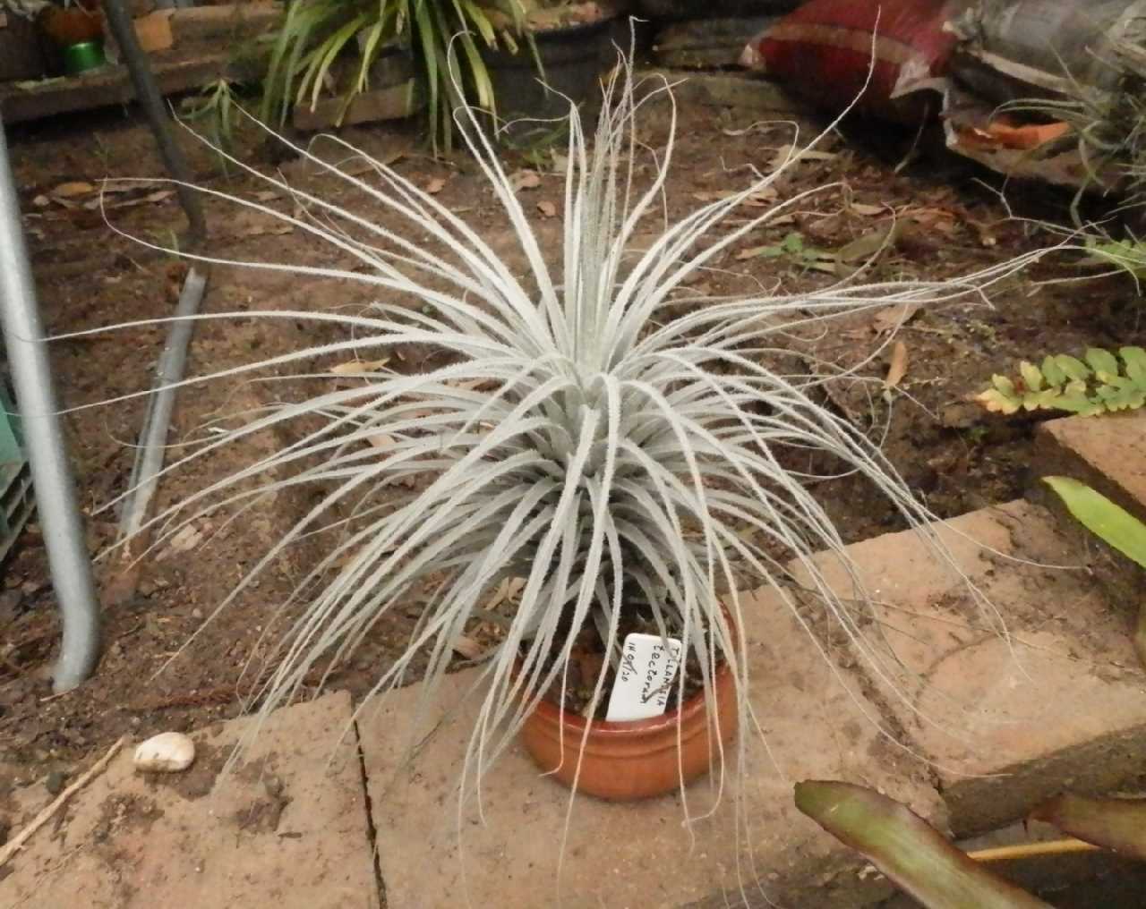 Tillandsia tectorum　 Big　size