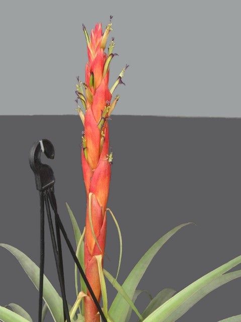 New Tillandsia Handbook
