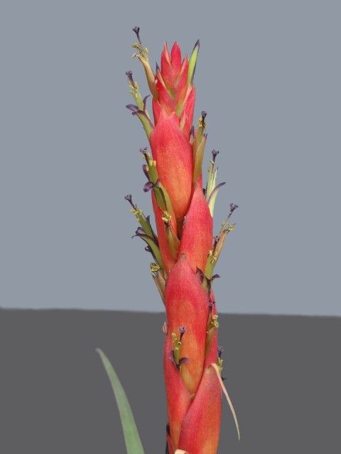 Propagating Tillandsia Propagating Tillandsia
