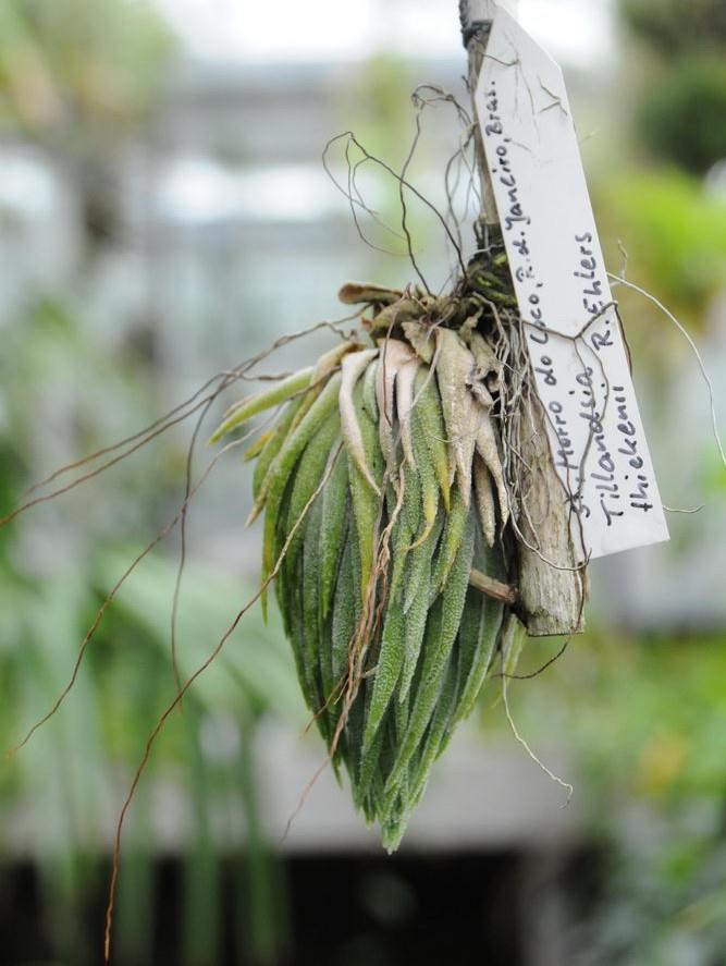 Bromeliads in Australia - Tillandsia thiekenii