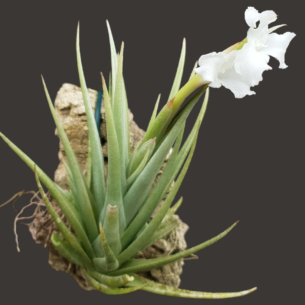 Tillandsia gerdae × xiphioides【seeding】（Tillandsia
