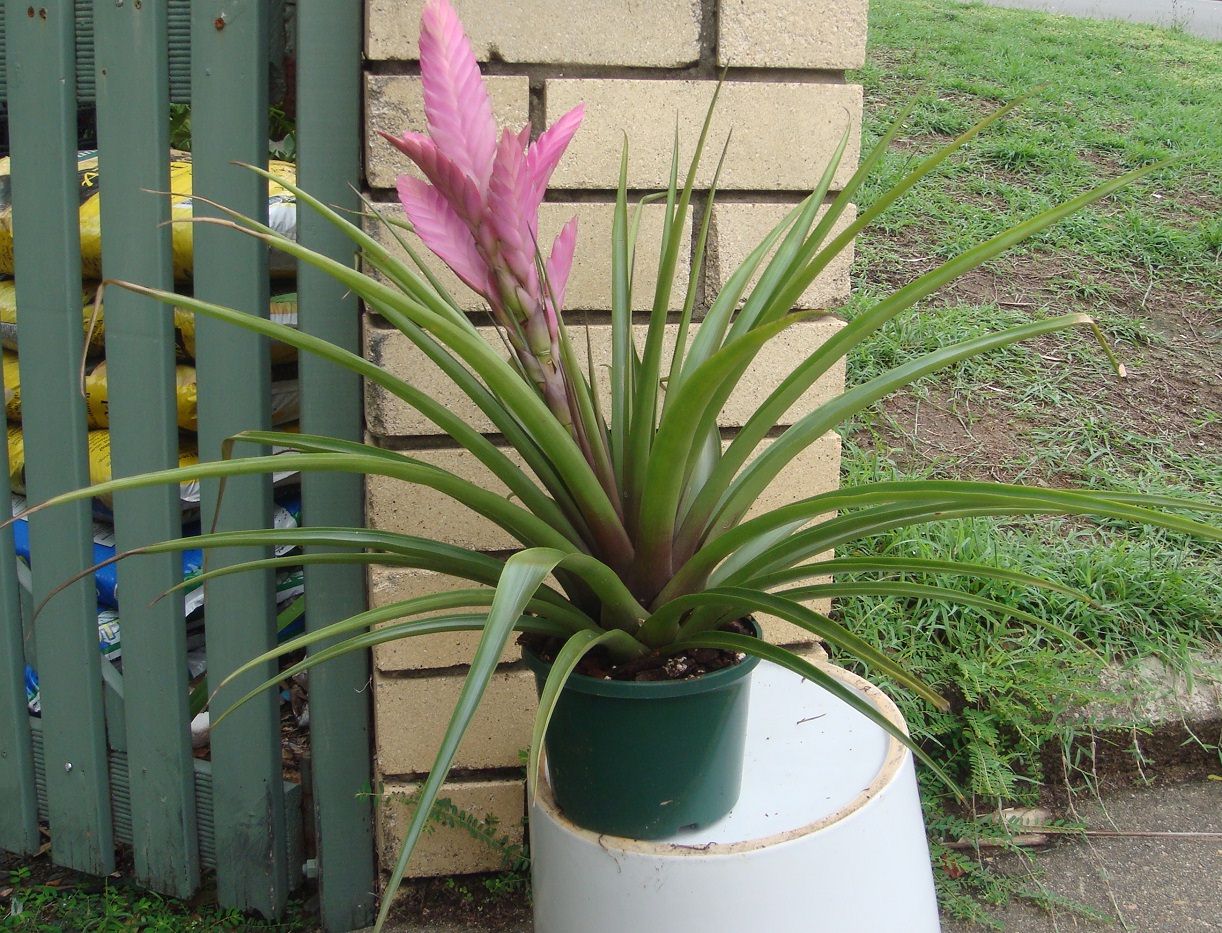 Tillandsia 'Antonio