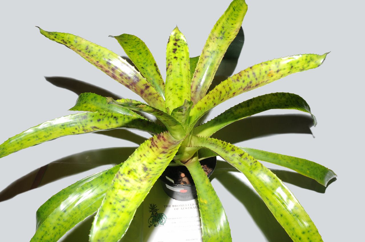 信頼も厚い Bromeliads in Leopardinum Wittrockia - Australia ブロメリア・エアープランツ